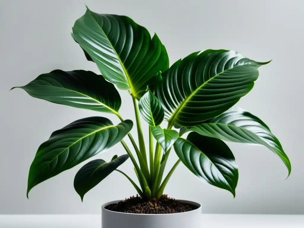 Planta de interior exuberante en maceta moderna blanca, resaltando la importancia del riego y nutrición para plantas de interior