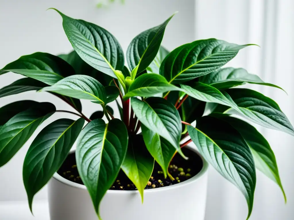 'Una planta de interior exuberante y saludable en maceta moderna, con hojas brillantes y gotas de agua