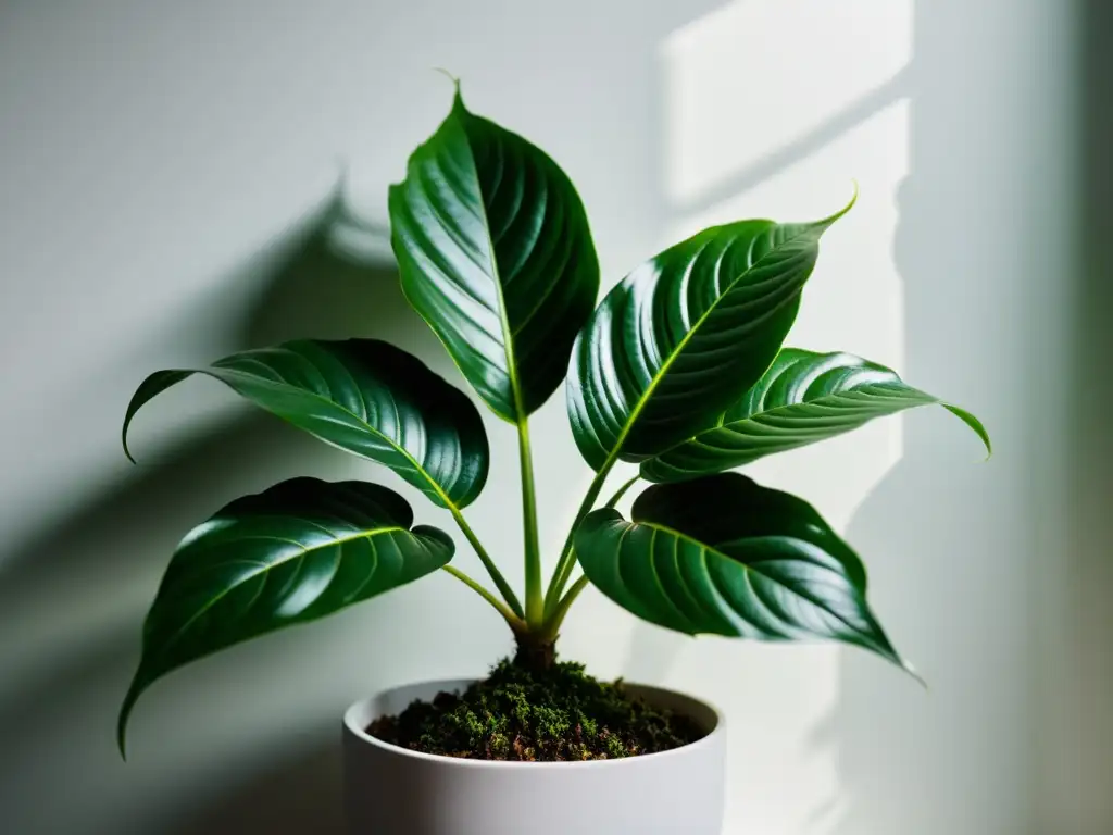 Una planta de interior exuberante y simétrica, bañada en luz natural, con hojas delicadas y colores vibrantes