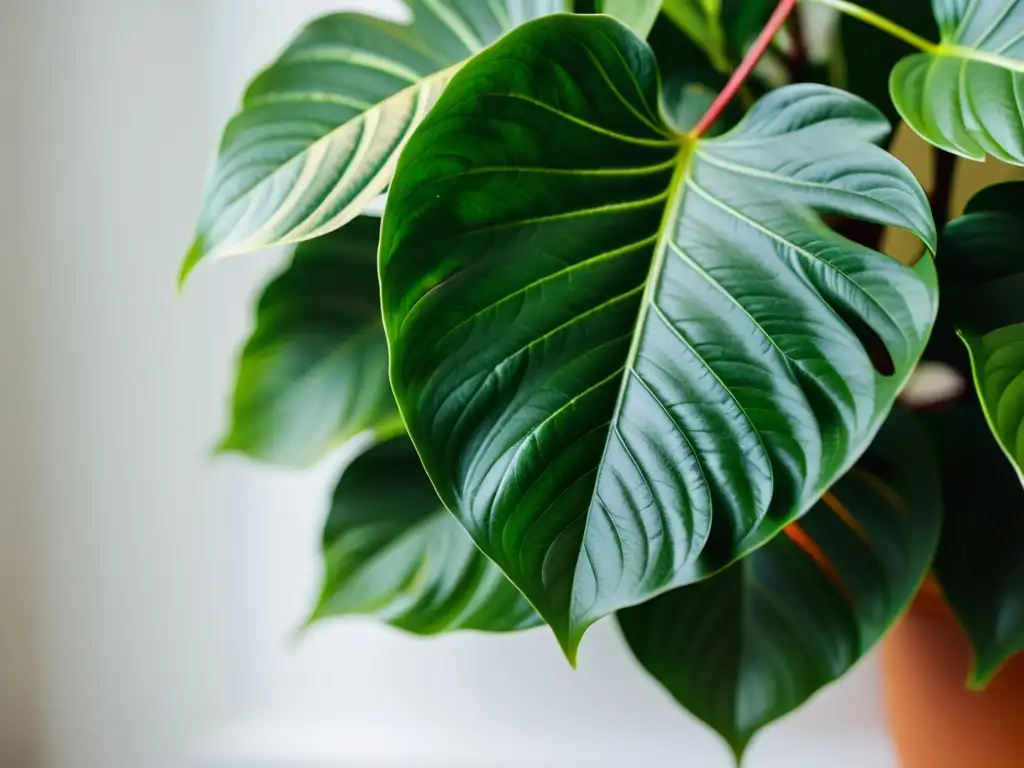 'Una planta de interior exuberante y vibrante en un entorno minimalista, iluminada suavemente por la luz natural