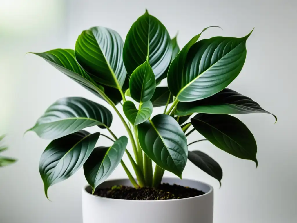 Una planta de interior exuberante y vibrante, en maceta moderna blanca