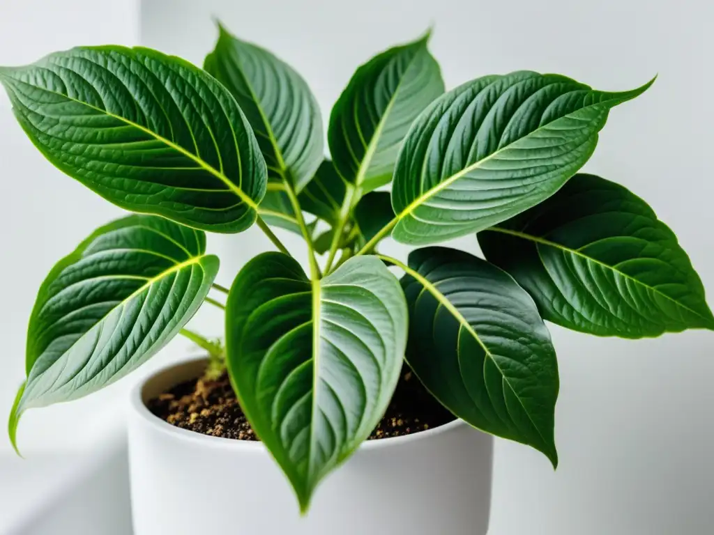 Una planta de interior exuberante y vibrante en una maceta blanca, resplandeciendo vida y frescura