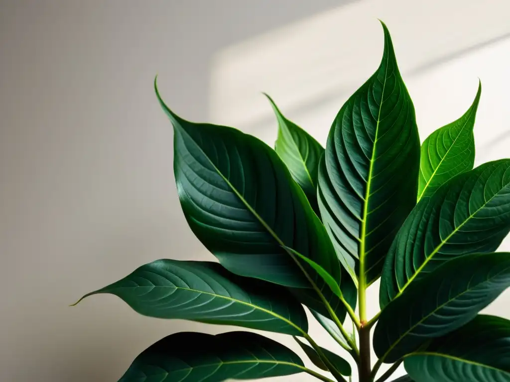 Una planta de interior exuberante y vibrante con hojas cuidadosamente podadas, en un ambiente minimalista y limpio