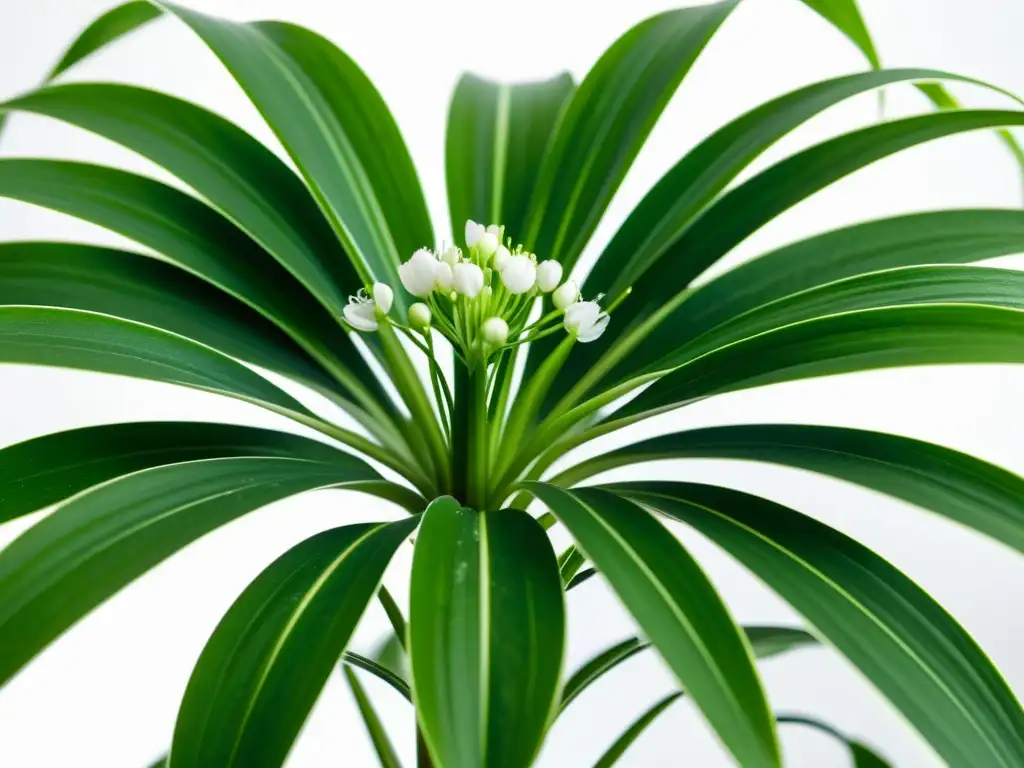 Planta de interior con hojas verdes y flores blancas, aportando beneficios de humedad