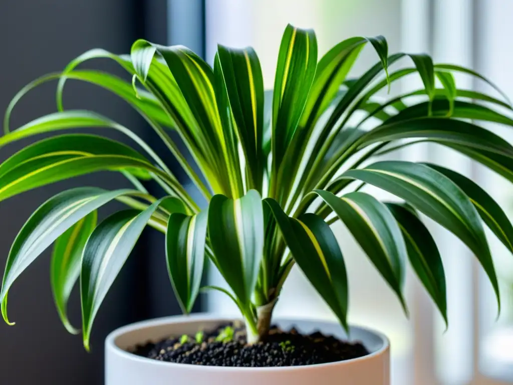 Planta araña interior en maceta blanca, detalle exuberante, beneficios plantas interiores armonía hogar