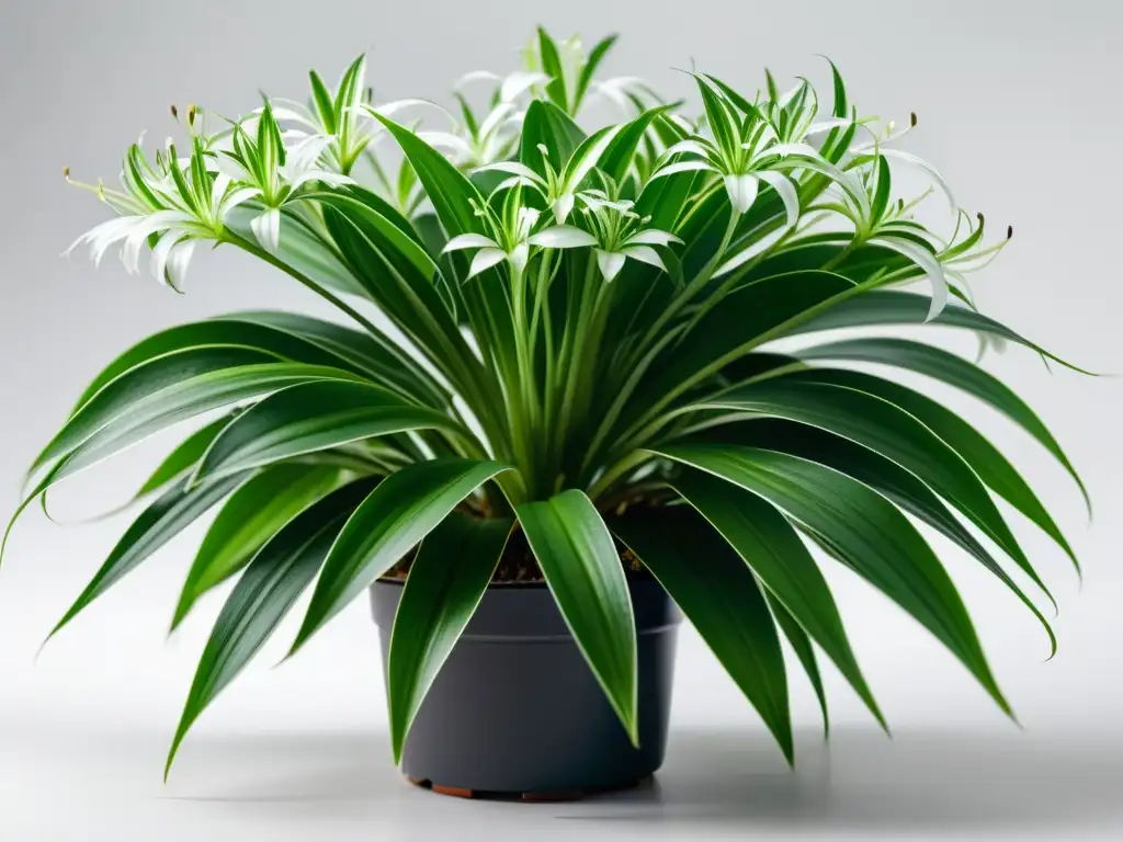 Planta de interior para polinizadores: Detalle de una hermosa planta araña verde con delicadas flores blancas en un fondo blanco