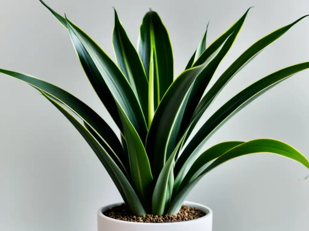 Planta de interior resistente al aire acondicionado: Sansevieria trifasciata en elegante maceta blanca, iluminada suavemente