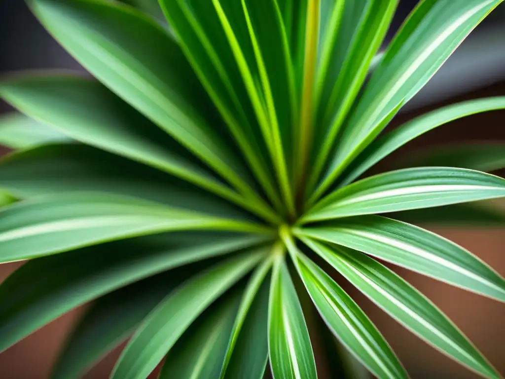 Fotografía de planta de interior desde suelo, mostrando sus patrones y texturas verdes bajo la luz solar