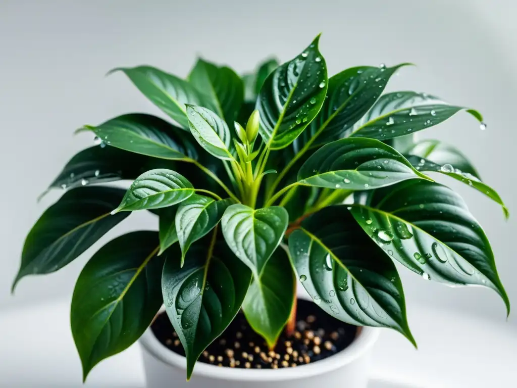 Planta de interior verde con gotas de agua, destacando la importancia de la humedad para plantas de interior