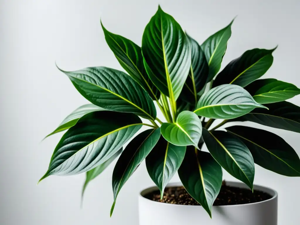 Una planta de interior verde con hojas variegadas en una maceta minimalista blanca