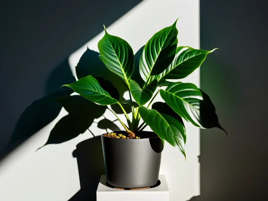 Planta de interior verde iluminada por un haz de luz, con efecto negativo de iluminación desigual en la pared blanca