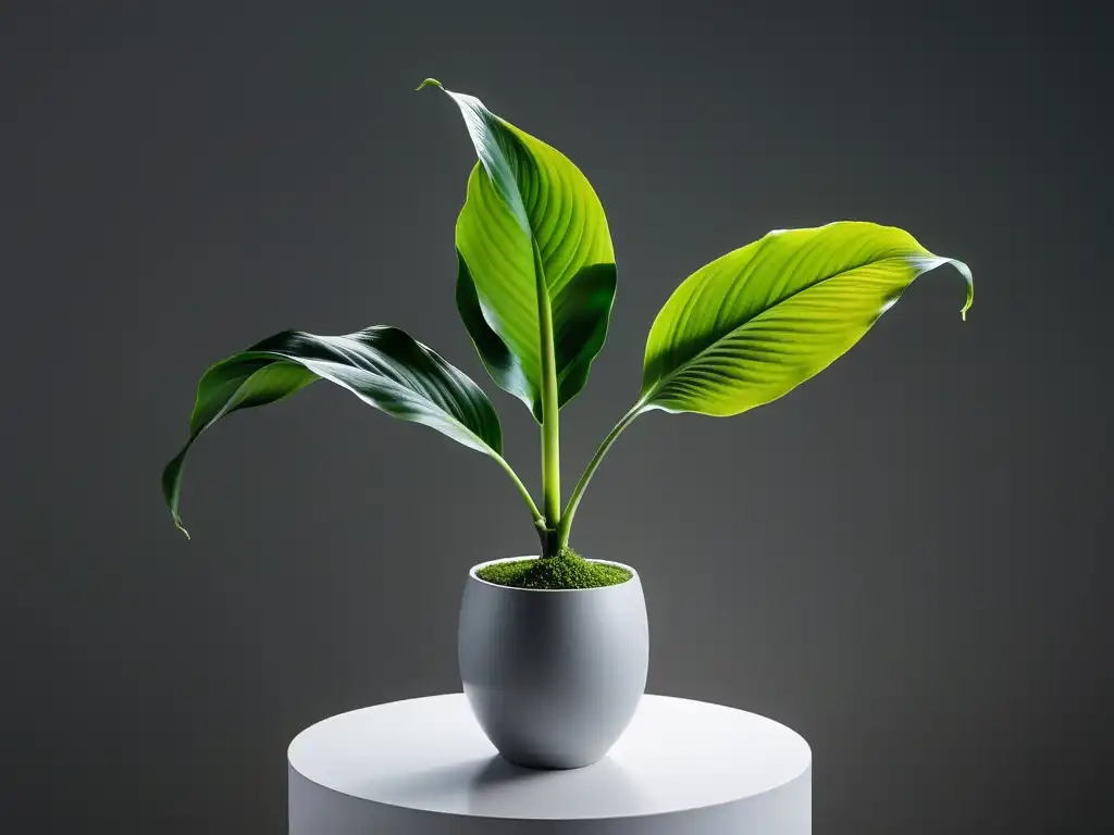 Una planta de lirio de la paz exuberante en un pedestal blanco moderno, en un entorno minimalista