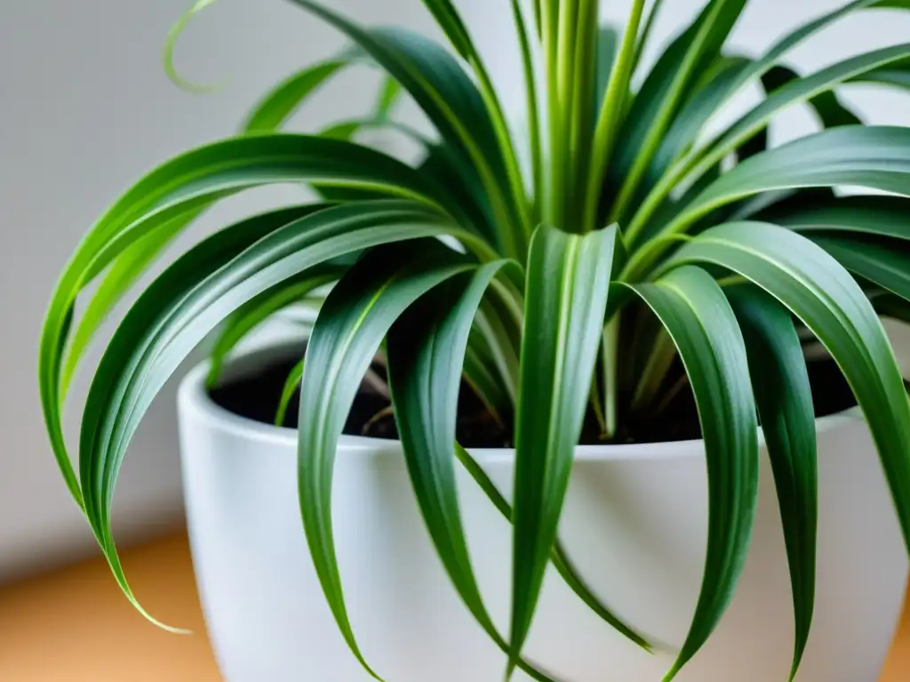 Una planta de araña en maceta blanca, con hojas verdes y raíces visibles