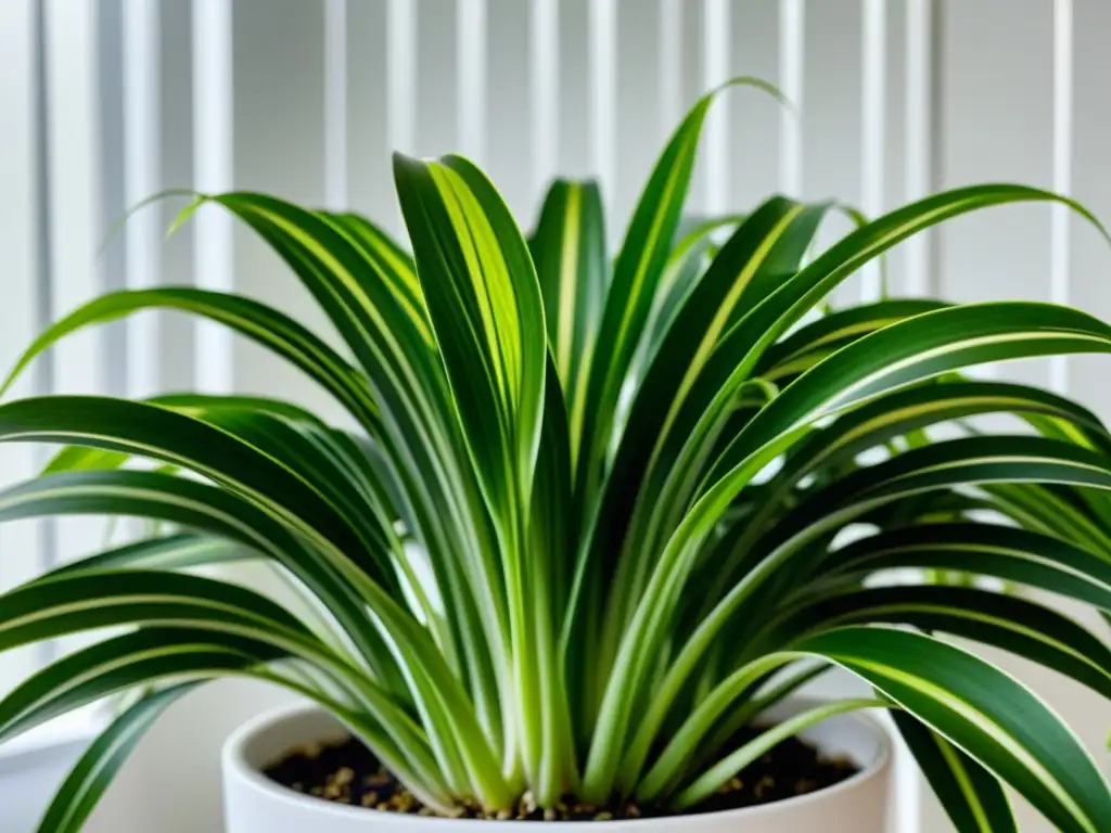 Planta araña en maceta blanca: fortalecer raíces plantas interiores con su belleza serena y detalles vibrantes