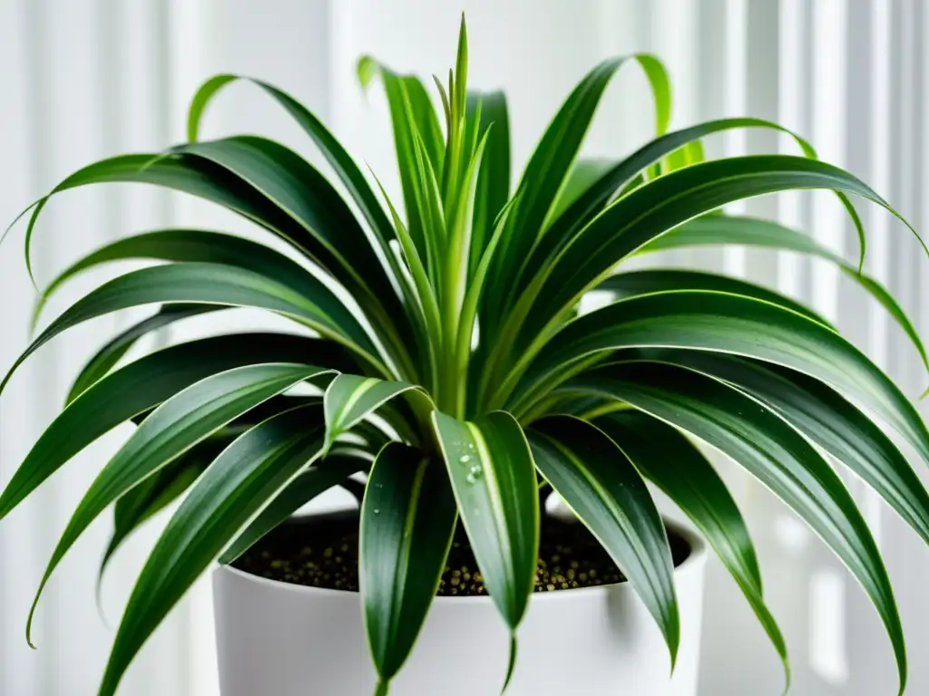 Planta de interior purificadora de aire: Detalle de una exuberante planta araña con hojas delicadas y variegadas, en un elegante macetero blanco