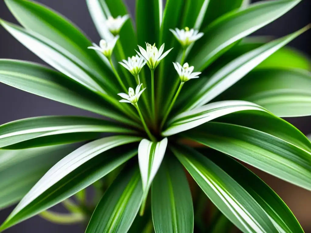 Una planta de interior purificadora de aire, la exuberante y elegante belleza de una planta araña con hojas arqueadas y flores blancas