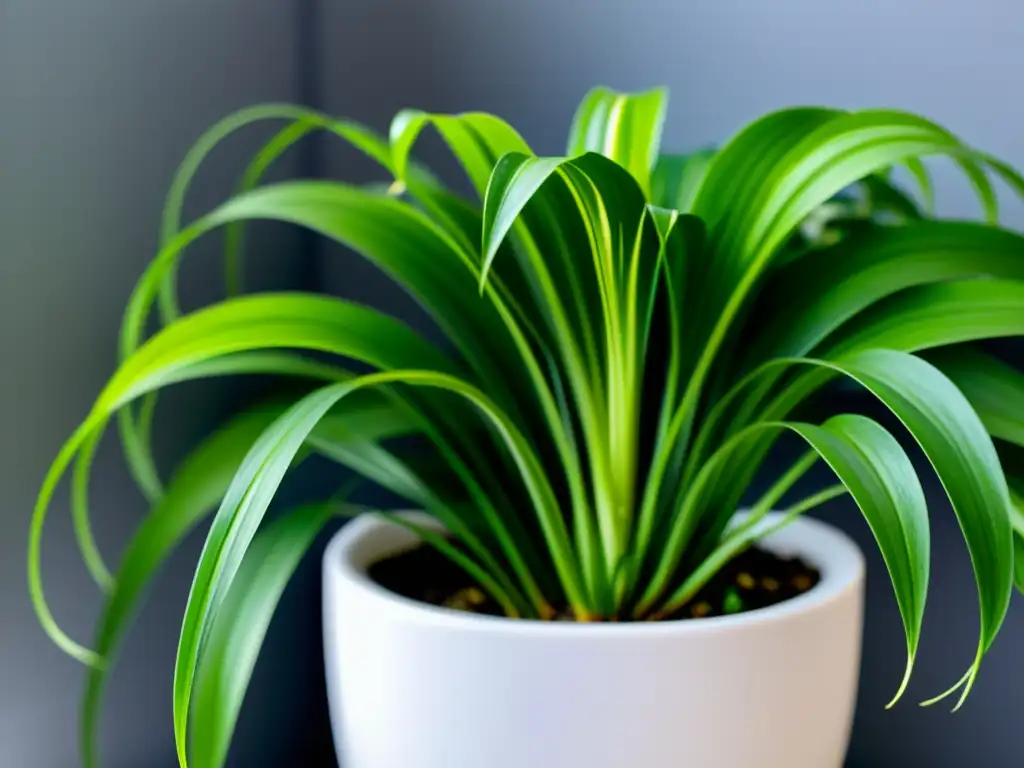 Planta purificadora de aire interior: Una exuberante planta araña en una elegante maceta blanca, exudando serenidad y pureza