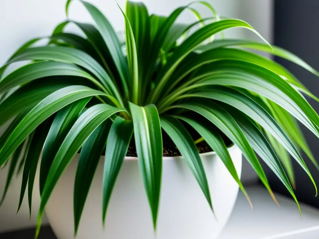 Planta de interior relajante con hojas verdes vibrantes y detalles intrincados, iluminada por luz natural