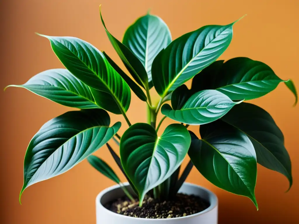 Planta de interior saludable y exuberante, libre de plagas, en maceta moderna