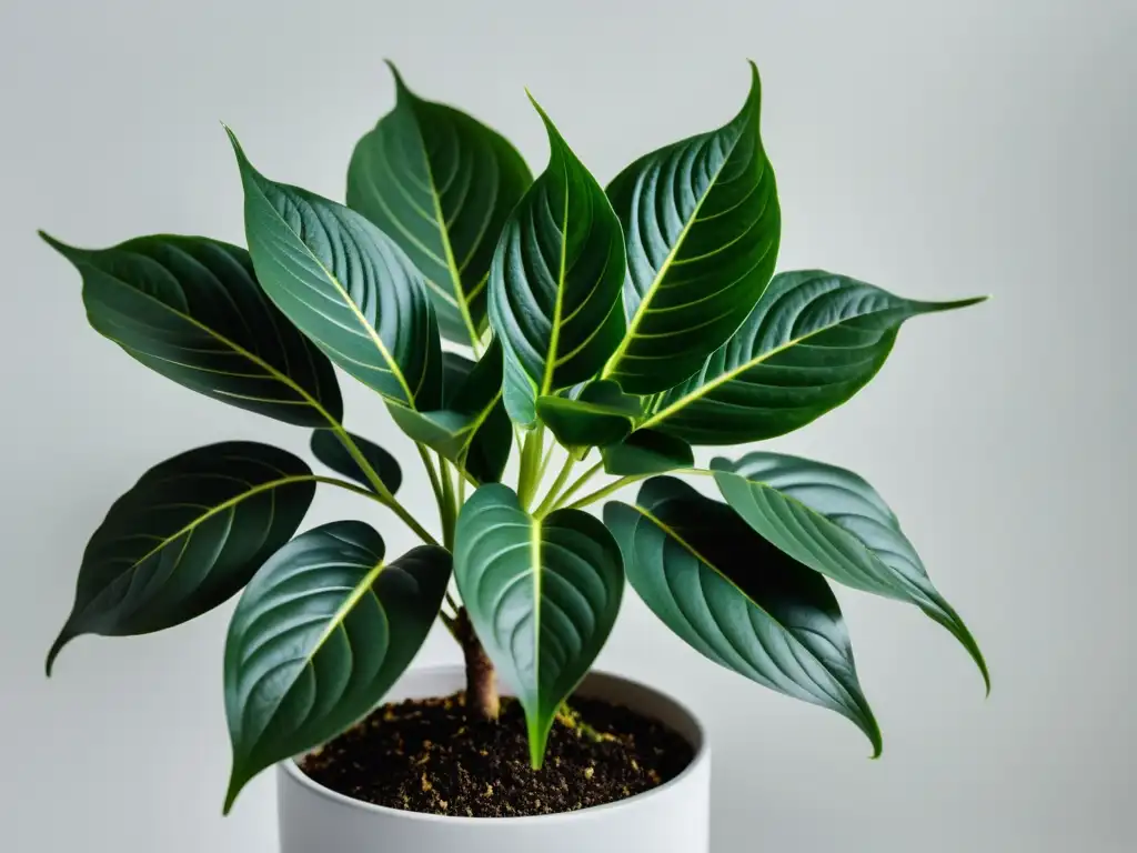 Una planta de interior saludable y vibrante en un fondo blanco, mostrando detalles intrincados en sus hojas