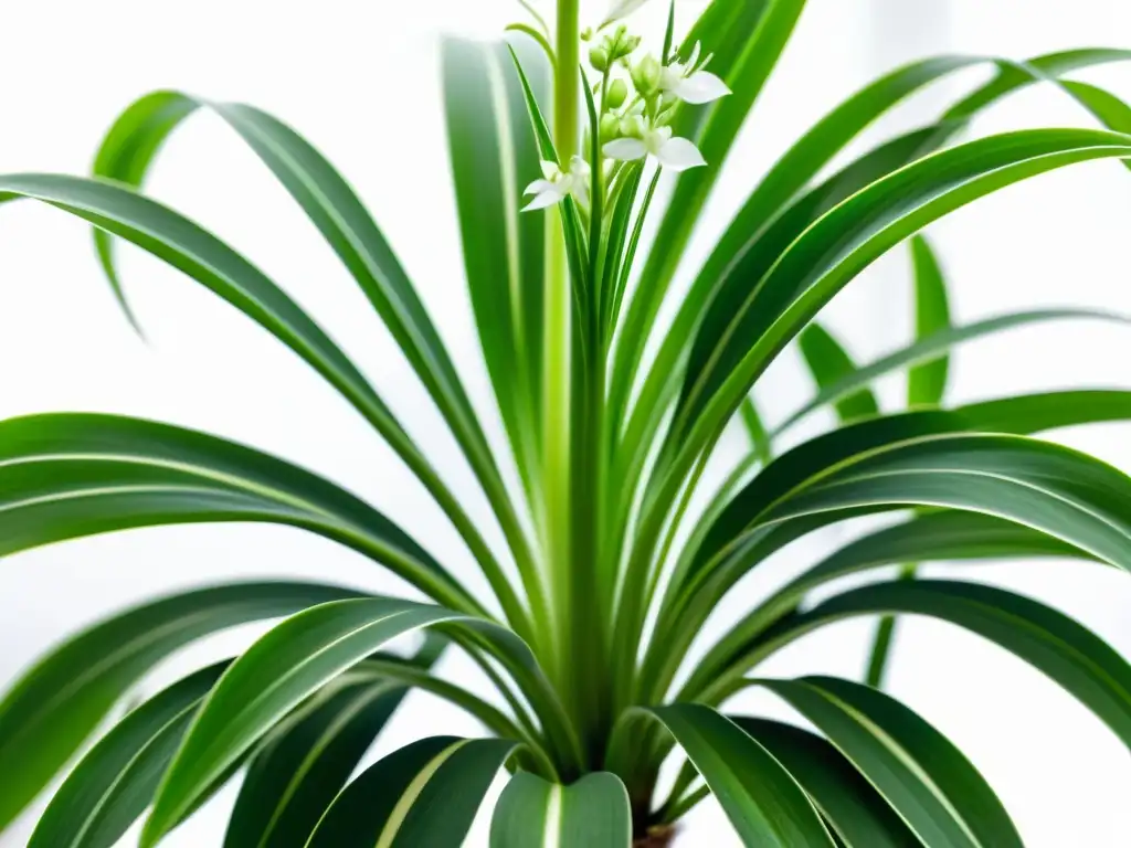 Planta araña verde exuberante, detalle asombroso, purifica aire hogar