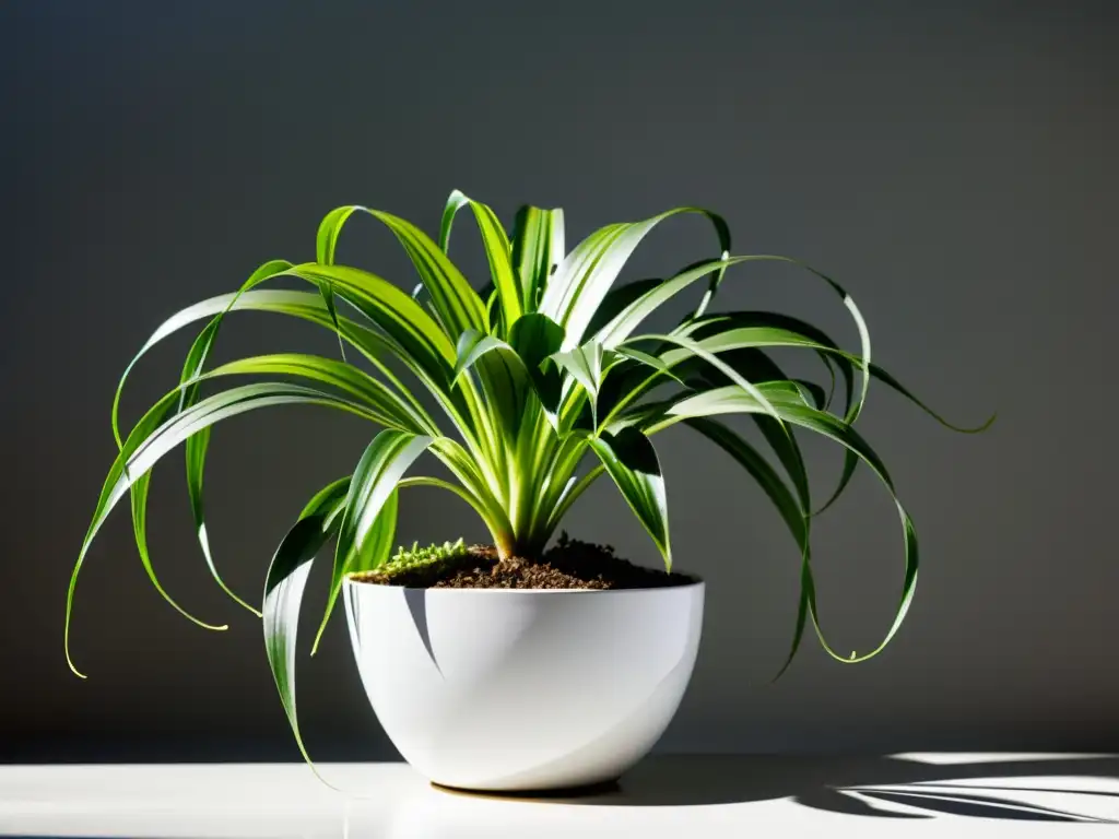 Una planta de araña verde exuberante en un elegante macetero blanco, con hojas arqueadas y luz solar filtrándose