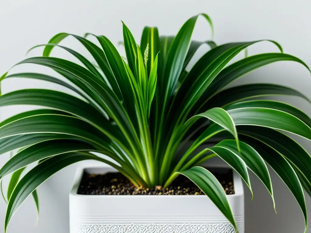 Una planta de araña verde exuberante en un elegante macetero blanco, destacando el cuidado de plantas de interior urbano