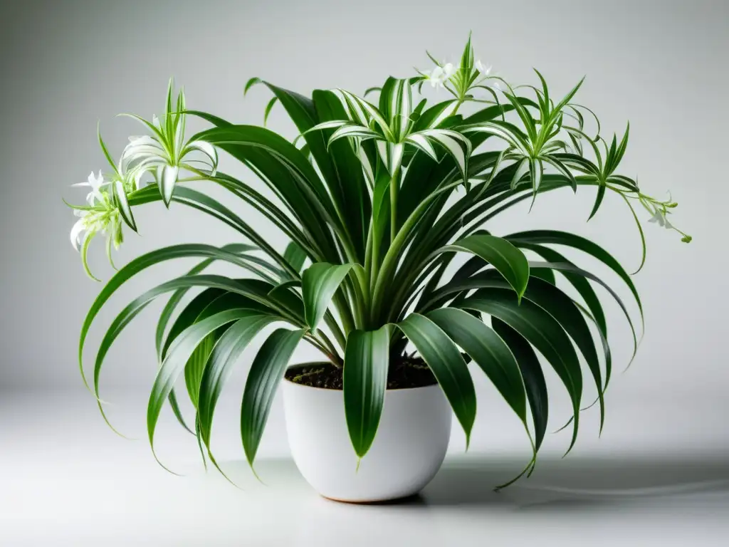 Planta araña verde exuberante en fondo blanco, con hojas arqueadas y flores blancas