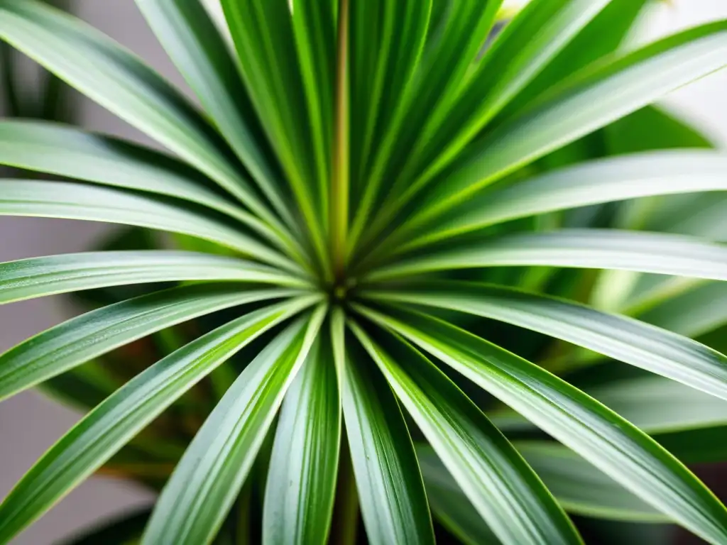 Planta araña verde exuberante, con hojas delicadas y variadas, desplegando una perfecta simetría