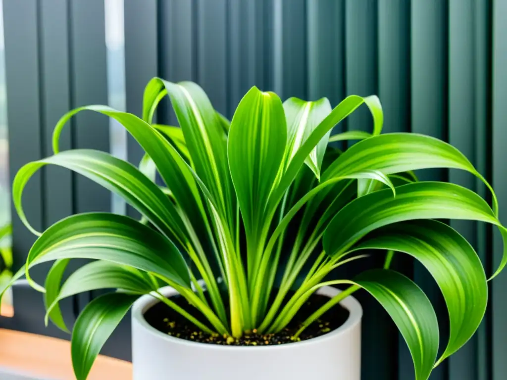 Una planta de araña verde exuberante en una maceta blanca, destacando sus patrones y texturas con luz solar