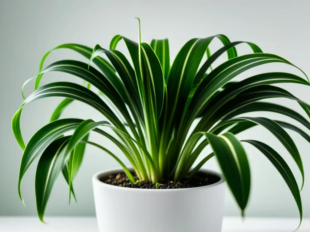 Planta de araña verde exuberante en maceta blanca, iluminada por luz natural