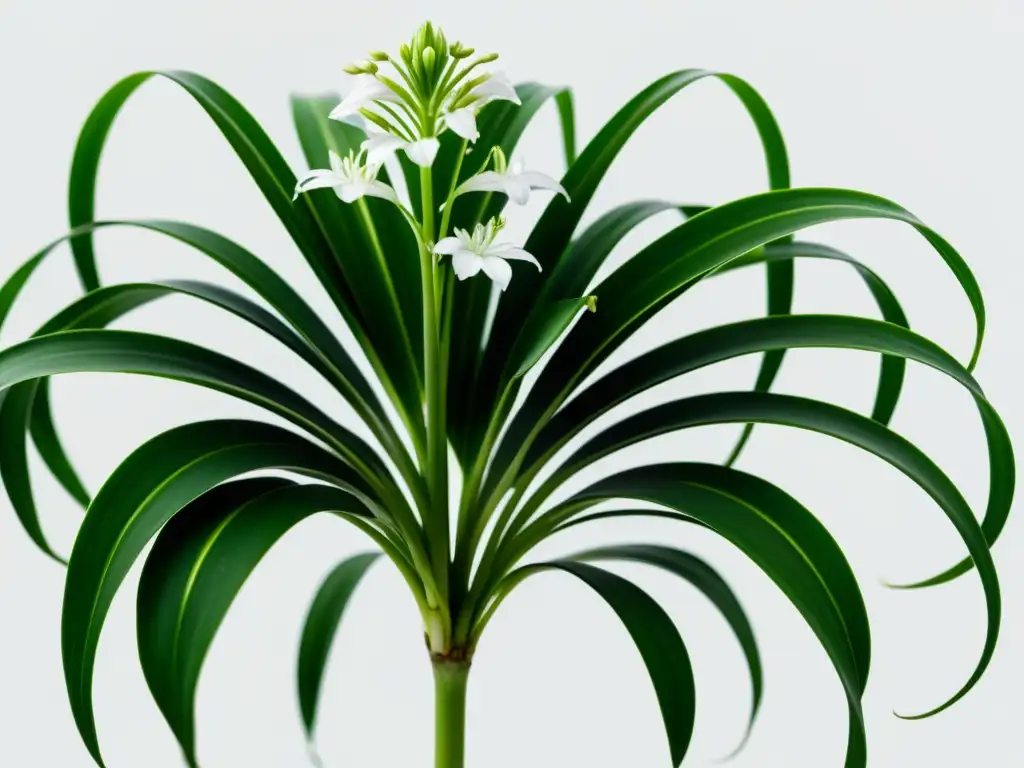 Una planta araña verde exuberante en primer plano, con hojas arqueadas y flores blancas