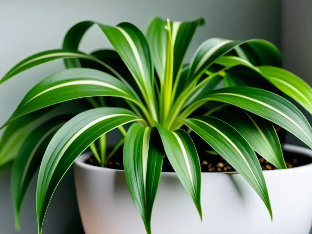 Planta araña verde en maceta blanca: detalle ultra realista y textura exquisita