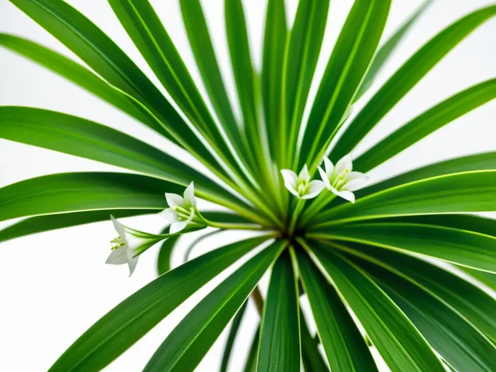 Una planta de araña verde y vibrante, con flores blancas delicadas, hojas exuberantes y un fondo blanco limpio, irradiando calma y serenidad