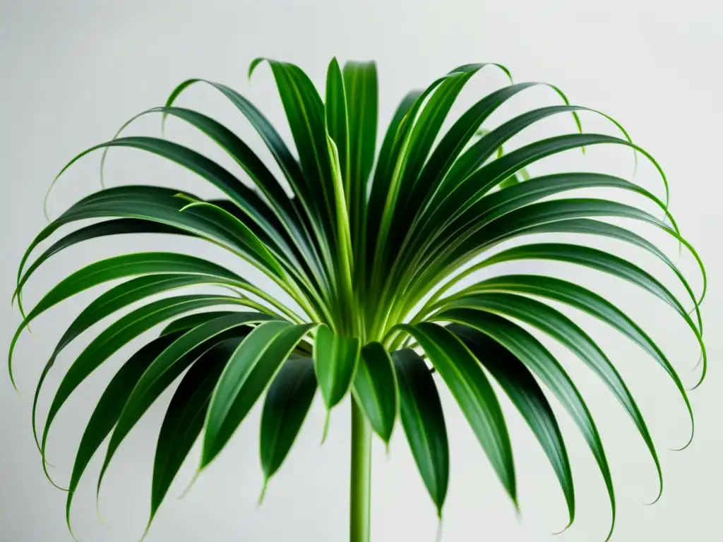 Planta de araña verde vibrante en un fondo blanco, destacando su belleza natural