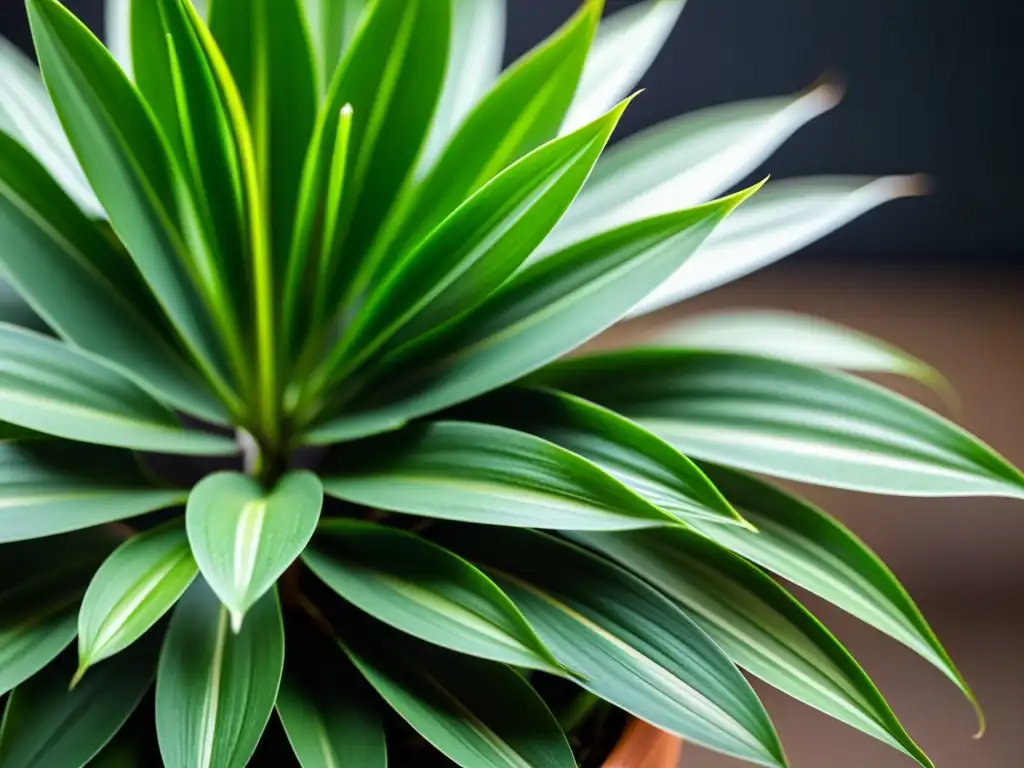 Una planta de araña verde vibrante, con hojas delicadas y arqueadas, comunica emociones naturales en un interior