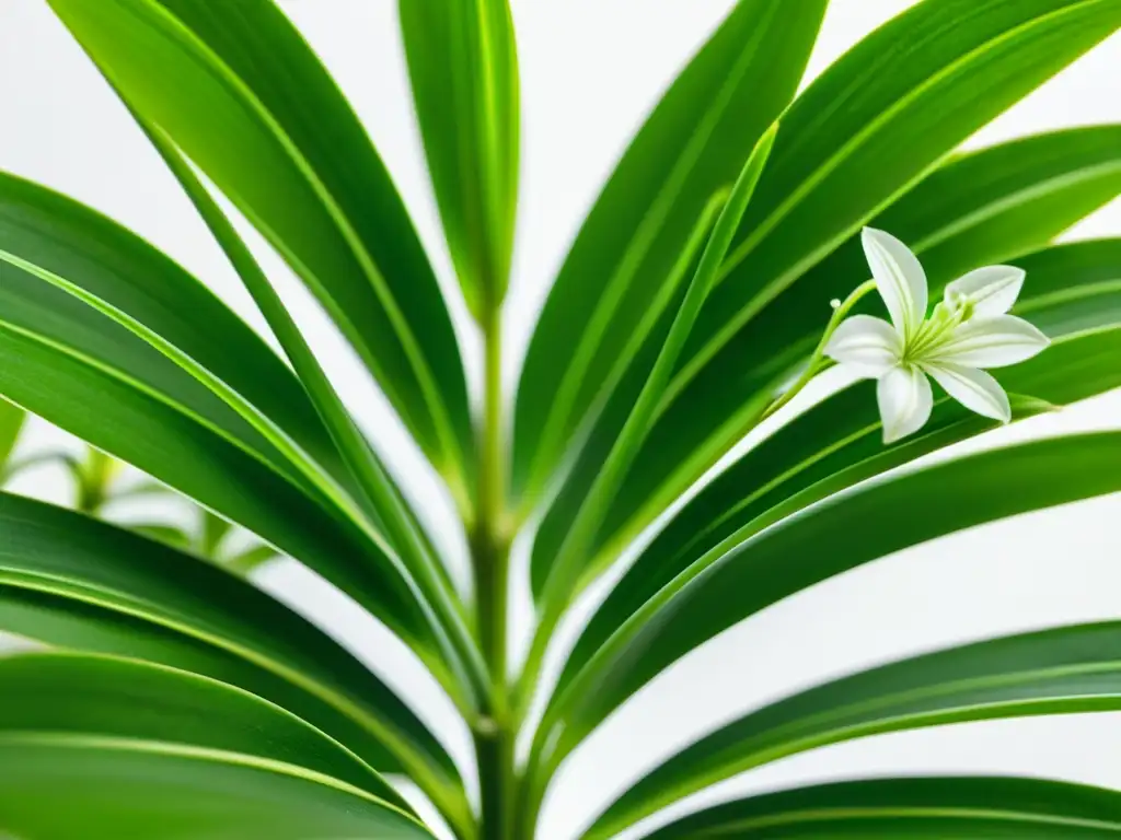 Planta de interior, araña verde vibrante en primer plano, hojas arqueadas con flores blancas