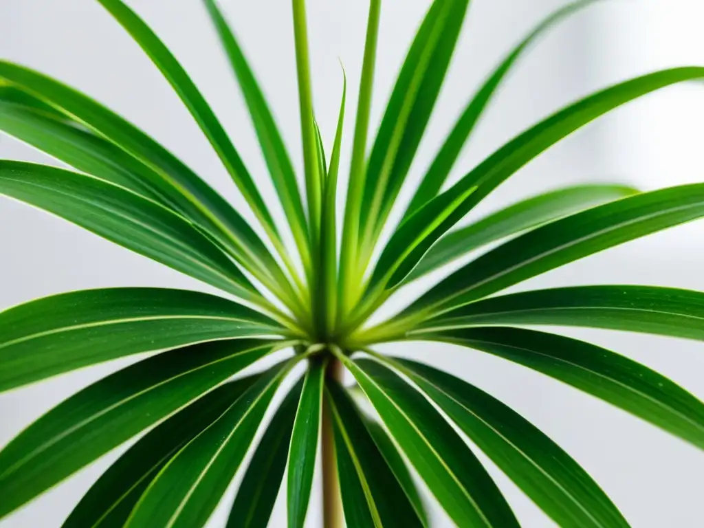 Una planta de araña verde vibrante en primer plano, con hojas arqueadas y patrones de rayas verdes