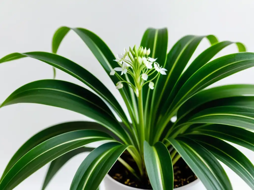 Planta araña verde vibrante en primer plano, con hojas delicadas y flores blancas