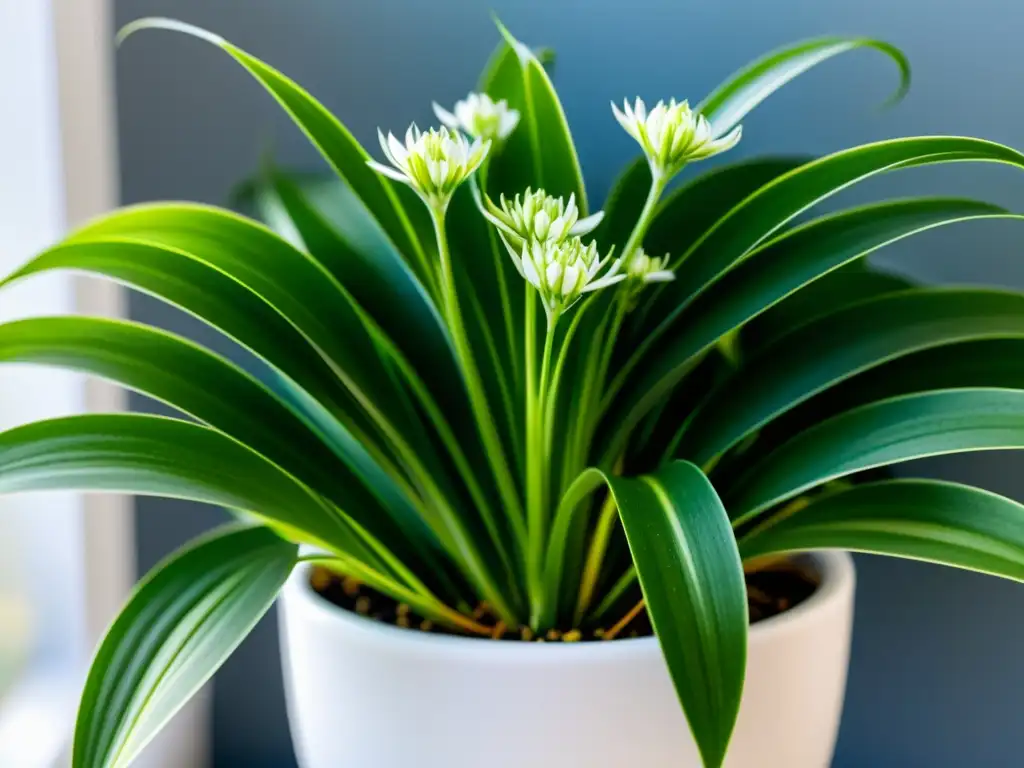 Una planta de araña verde vibrante y saludable en una maceta blanca moderna