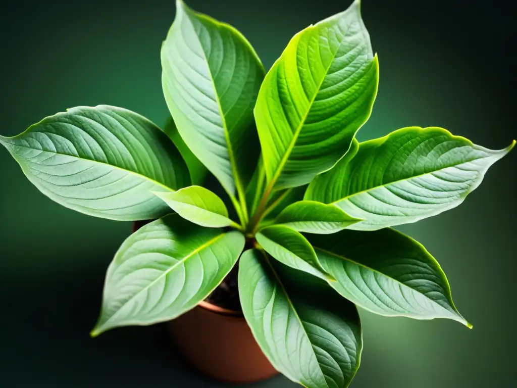 Fotografía botánica de plantas de interior: Detalle de exuberante planta de hojas verdes, bañada en luz natural