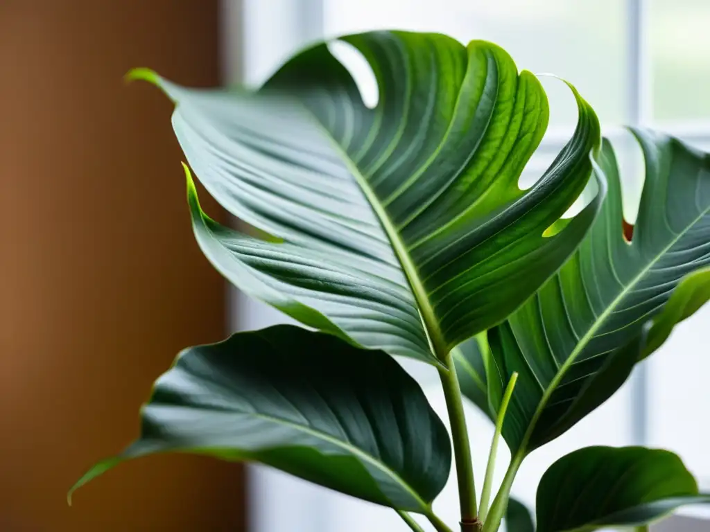 Fotografía de plantas de interior: Detalle de una exuberante planta en un ambiente tranquilo, iluminada por luz natural