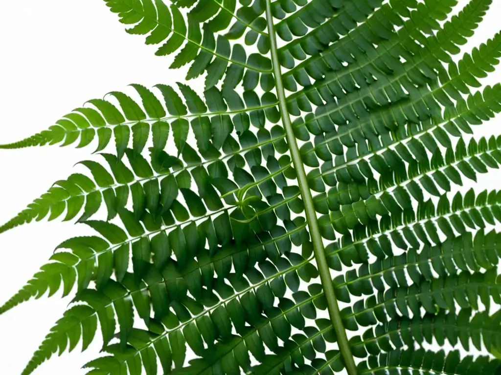 Detalle exquisito de helecho verde en fondo blanco Una fotografía de plantas de interior que muestra un helecho exuberante con delicadas frondas desplegadas sobre un fondo blanco limpio