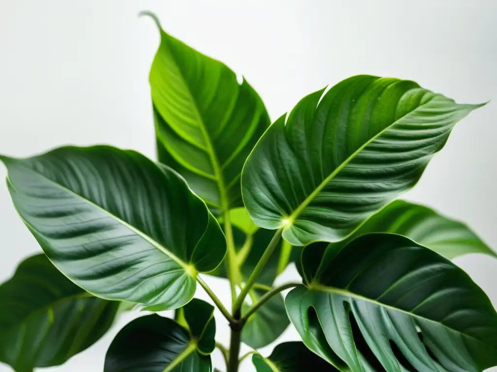 Una fotografía de plantas de interior, con hojas exuberantes y vibrantes en suaves tonos verdes, bañada en luz natural