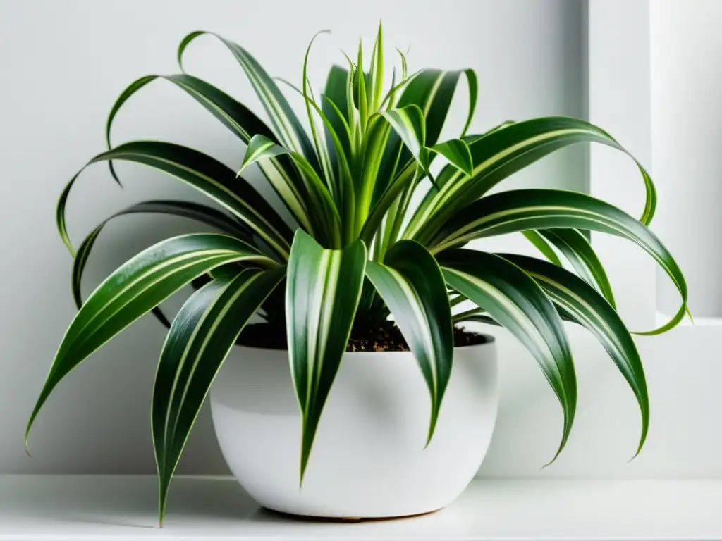 Dos plantas de araña en macetas blancas, destacando su elegante simplicidad y beneficios de plantas de interior