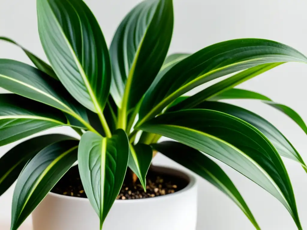 Planta araña verde en maceta minimalista Un precioso y saludable clorofito en una maceta blanca, resaltando la belleza natural de las plantas de interior