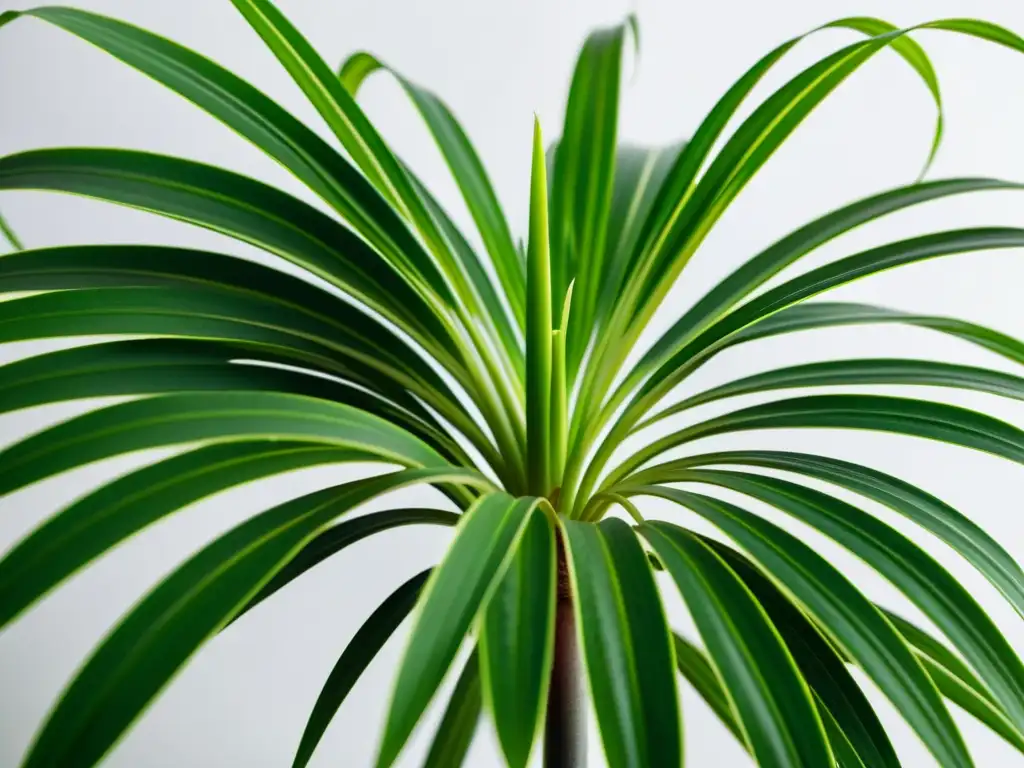 Un primer plano detallado de una exuberante planta araña verde sobre un fondo blanco minimalista