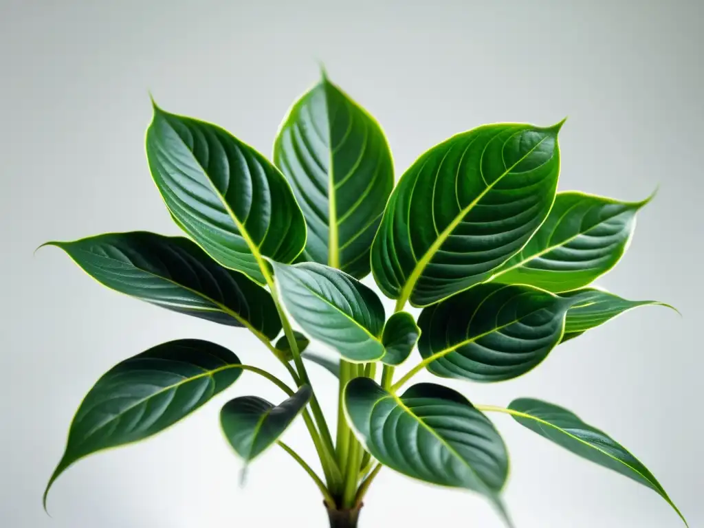 Fotografía en primer plano de una planta de interior verde y saludable, con hojas brillantes y sin signos de enfermedad