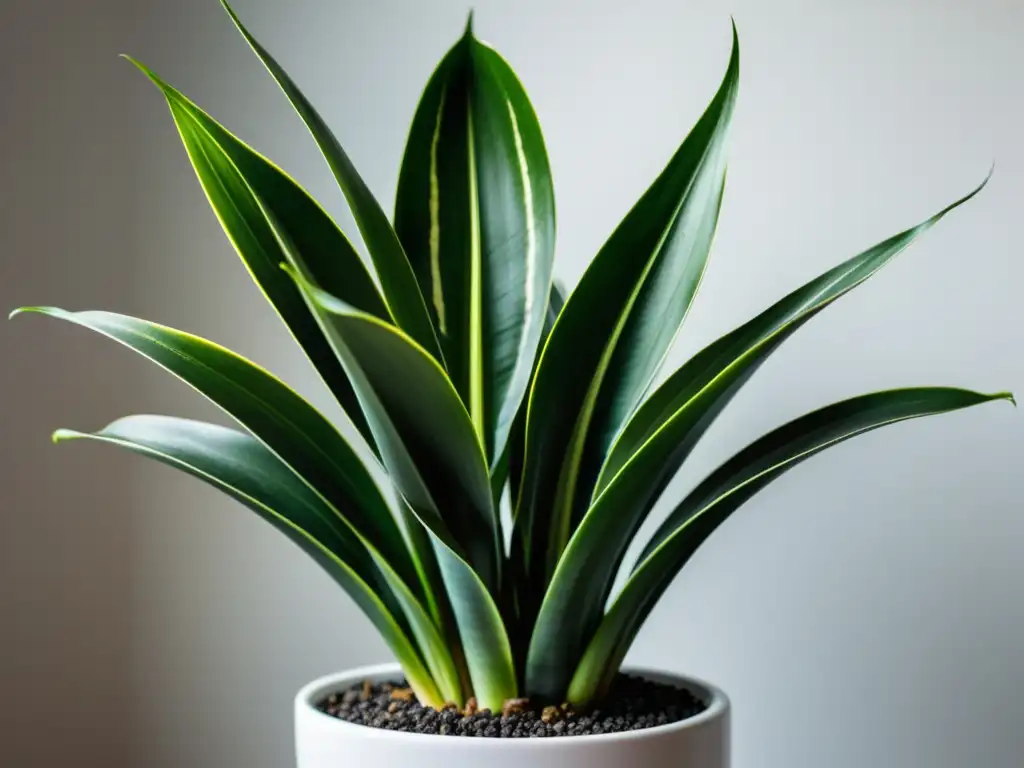 Un retrato detallado de una exuberante planta de serpiente en una elegante maceta blanca, iluminada por la suave luz del sol