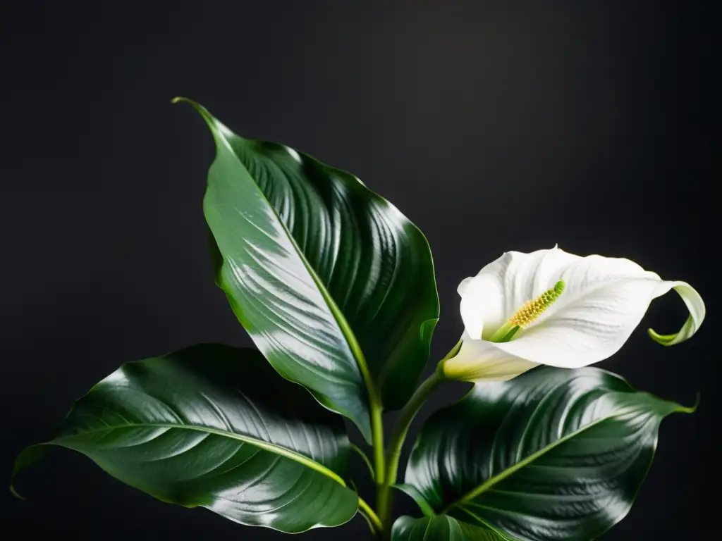 Un retrato detallado de una exuberante planta de lirio de la paz con flores blancas, en un fondo oscuro